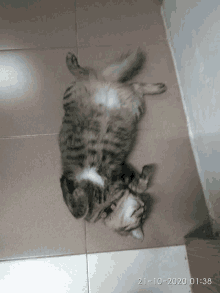 a cat laying on its back on a tiled floor with the date 21-10-2020 at the bottom