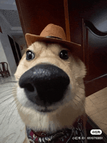 a close up of a dog wearing a hat and a bow tie