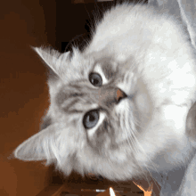 a close up of a cat with blue eyes looking up