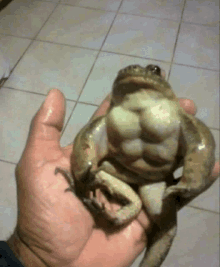 a person is holding a large frog with muscles on its body