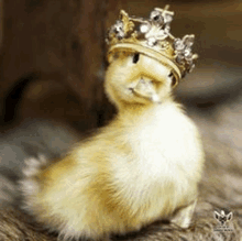 a small duck is wearing a gold crown on its head .