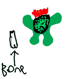 a drawing of a green turtle with the word bone written underneath it