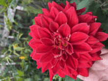 a close up of a red flower with a yellow center