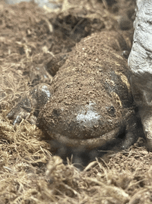 a close up of a lizard laying on a pile of dirt