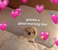 a puppy is laying on a bed with pink hearts around it and the words gimme a good morning kiss on the bottom