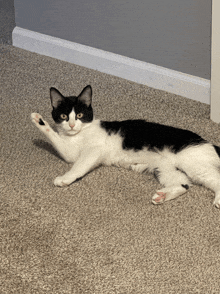 a black and white cat laying on its back on a carpet