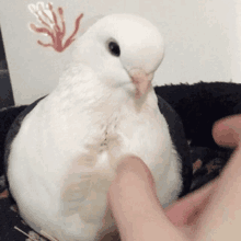 a white pigeon is being petted by a person 's finger