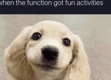 a puppy is smiling and looking at the camera with a caption that says when the function got fun activities