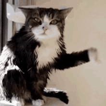 a wet cat is standing on its hind legs and looking at the camera with its paws outstretched .