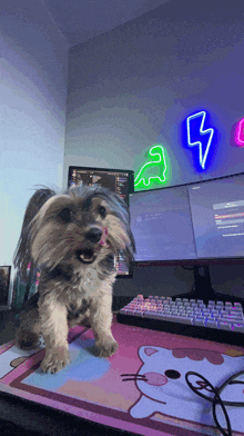 a small dog is standing in front of a computer screen