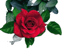 a close up of a red rose with green leaves on a white background