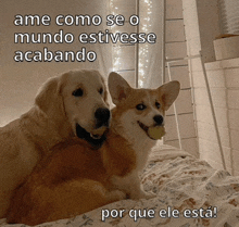 two dogs are laying on a bed with a caption that says ame como se o mundo estivesse acabando por que ele esta