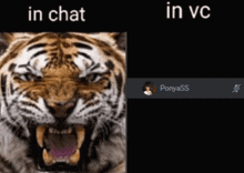 a picture of a tiger with its mouth open and the words in chat in vc below it