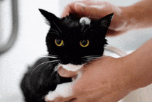 a person is washing a black and white cat