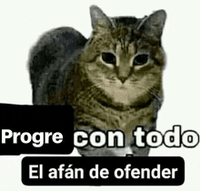 a cat is standing next to a speech bubble that says `` progre con todo el afan de offender '' .