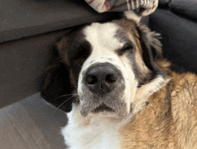 a brown and white dog is sleeping on a couch