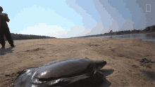 a turtle is laying on the sand near a body of water with a national geographic logo in the background