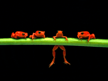 four red frogs are sitting on a green plant