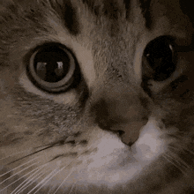 a close up of a cat 's face with a blurred background