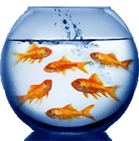 a group of goldfish in a blue bowl of water