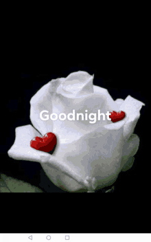 a white rose with two red hearts on it and the words `` goodnight '' written on it