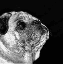 a close up of a pug dog 's face in a black and white photo .