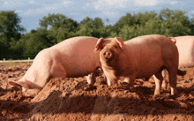 a group of pigs are standing in the dirt looking at the camera