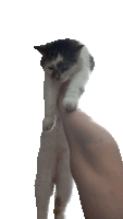 a black and white cat is being held by a person 's arm