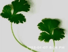 two green leaves on a white background with the date 2022-01-07