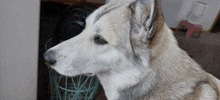 a close up of a husky dog 's face with a basket in the background