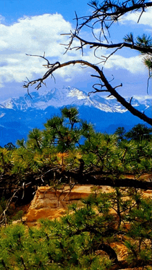 a tree branch is hanging over a rocky cliff with a mountain in the background