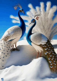 two peacocks are standing on a snowy hill with the letter s on the bottom right