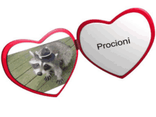 a picture of a raccoon in a hat is on a heart shaped picture frame that says procioni