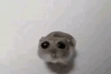 a close up of a hamster with big eyes on a white background .