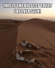 two cats laying on a sand dune with the caption this is the biggest toilet ive ever seen