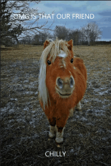 a picture of a pony with the words omg is that our friend chilly