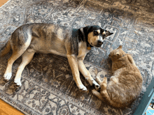 a dog and a cat laying on a rug looking at each other