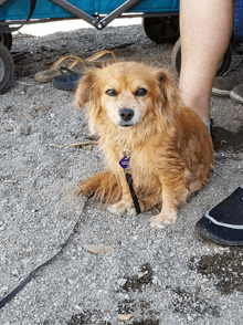 a small brown dog on a leash with a purple tag sitting next to a person 's leg