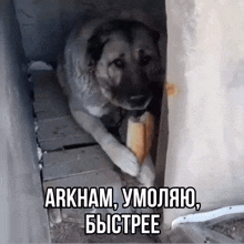 a dog is laying in a doorway holding a piece of bread with a caption in russian that says arkham umolao