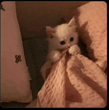 a small white kitten is laying on a bed with a pink blanket