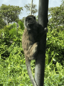 a monkey sitting on a pole in the jungle