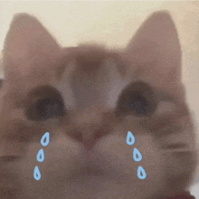 a cat is crying with tears coming out of its eyes