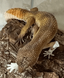 a lizard laying on a piece of wood with a white glove in its mouth