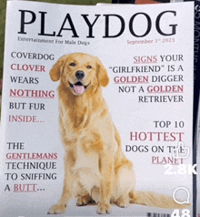 a magazine with a golden retriever on the cover is titled playdog