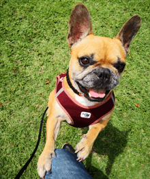 a dog wearing a harness with the word cap on it looks up at the camera