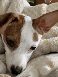 a brown and white dog laying on a white blanket