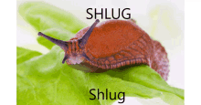 a snail is crawling on a green leaf with the word shlug written above it