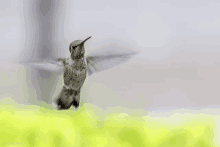 a hummingbird is flying over a green field with a gray background