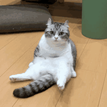 a gray and white cat is laying on its back on a wooden floor