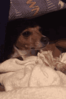 a small brown and white dog laying on a white blanket with a hat on its head